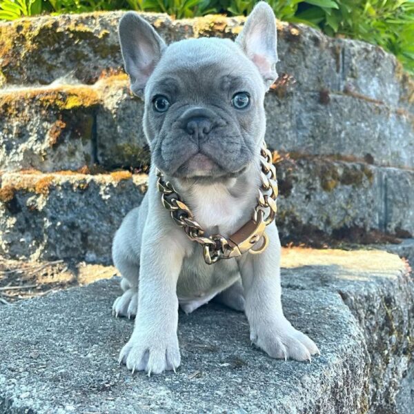 fluffy french bulldog