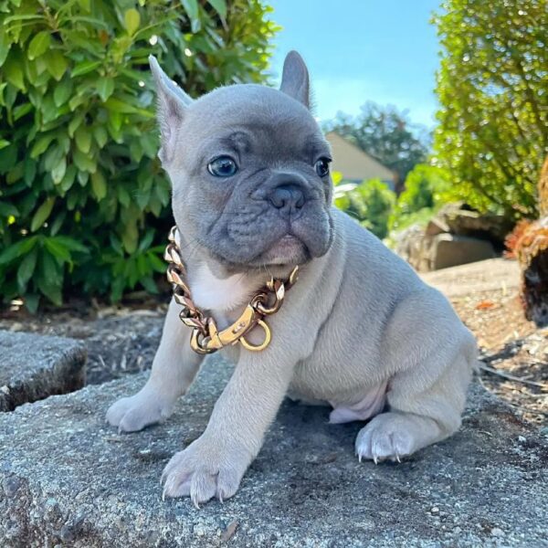 fluffy french bulldog