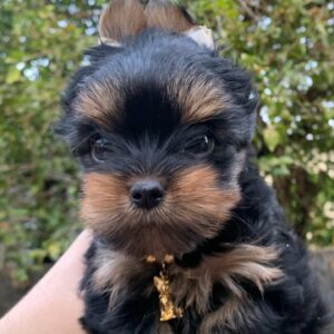 yorkshire terrier puppies for adoption near me