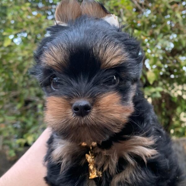 yorkshire terrier puppies for adoption near me