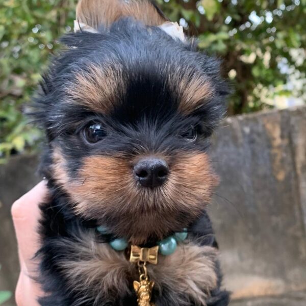 yorkshire terrier puppies for adoption near me