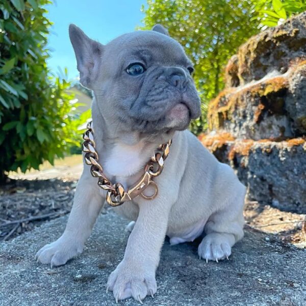 fluffy french bulldog