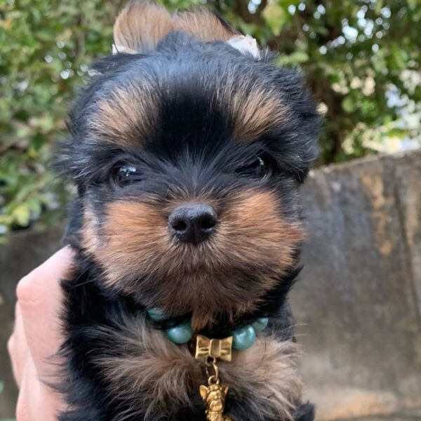 yorkshire terrier puppies for adoption near me