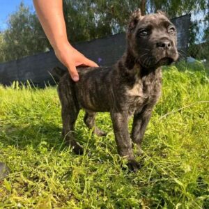 cane corso puppy for sale