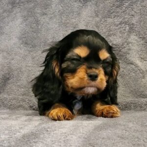 cavalier king charles spaniel puppy for sale