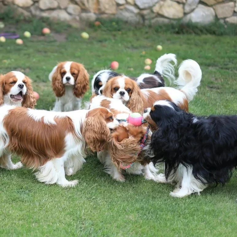 Cavalier King Charles Spaniels Puppies