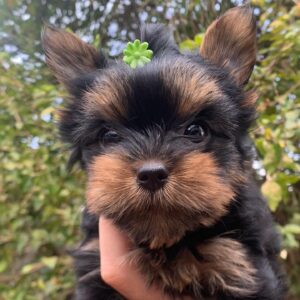 teacup yorkshire terrier puppies for adoption