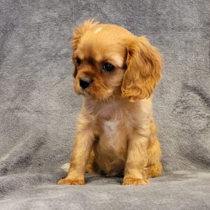 Cavalier king charles spaniel puppies for sale