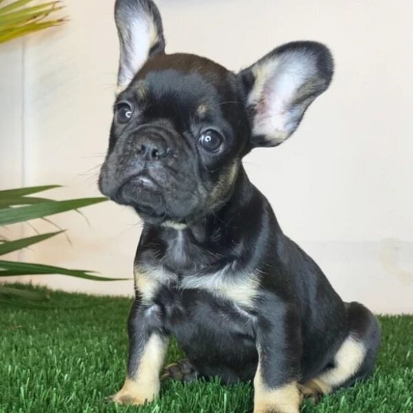 french bulldogs for sale