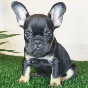 french bulldogs for sale