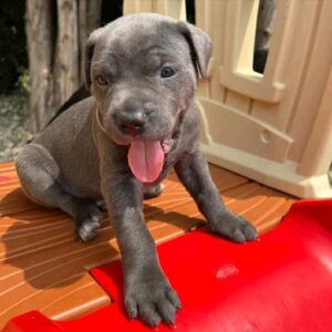 cane corso puppy