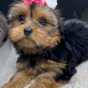 yorkshire terrier puppies for adoption