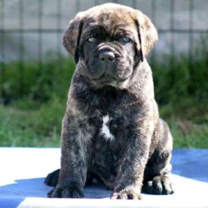 cane corso puppies for sale near me