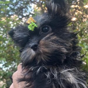 adopt a yorkshire terrier puppy for free