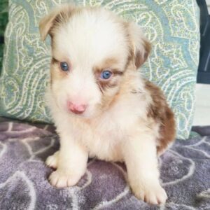 australian shepherds for sale near me