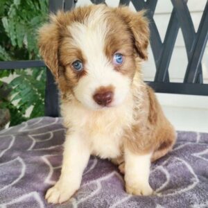 australian shepherd puppy