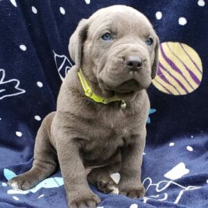 Cane corso puppies for sale near me cheap