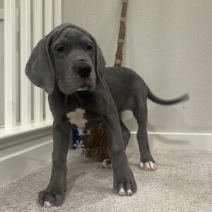 great dane puppy for sale near me