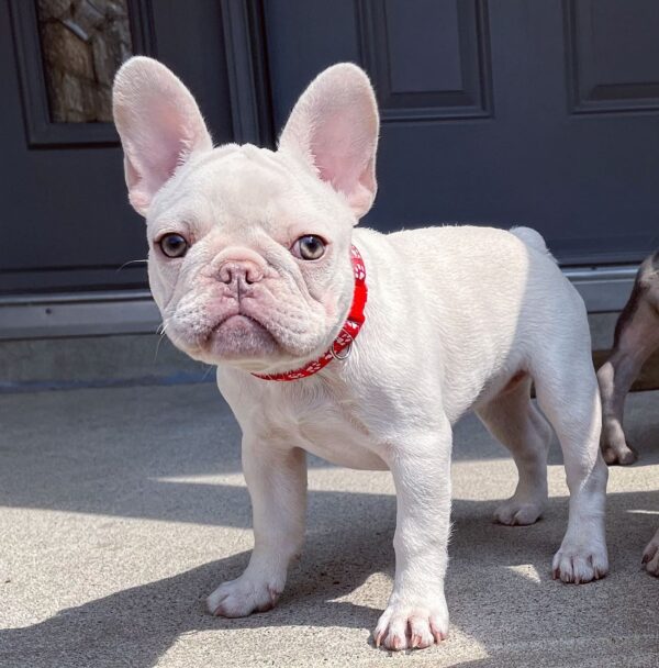 french bulldog puppies