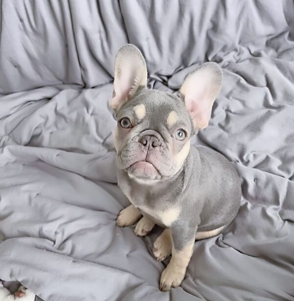 french bulldog puppies