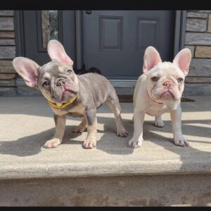 french bulldog puppies