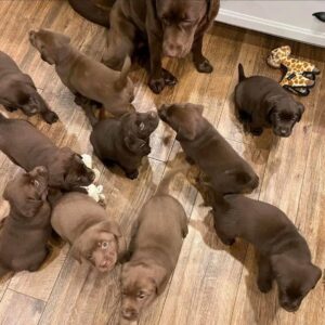 labrador puppies