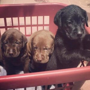 labrador retriever puppies