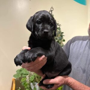 labrador retriever pups