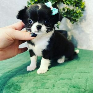 teacup chihuahua