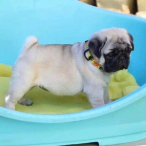 pug puppies near me for sale