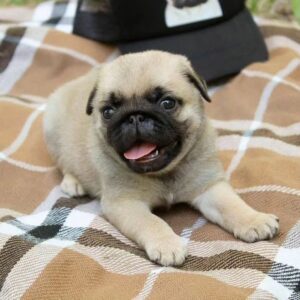 pugs