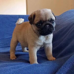 pug puppies near me