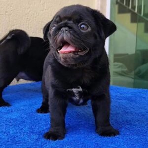 pugs puppies for sale