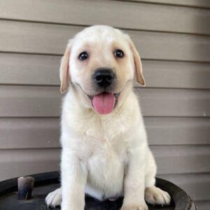 yellow lab