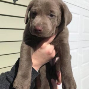 labrador retriever for sale