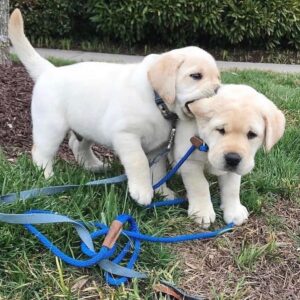 labrador retrievers