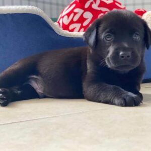 Black lab puppies