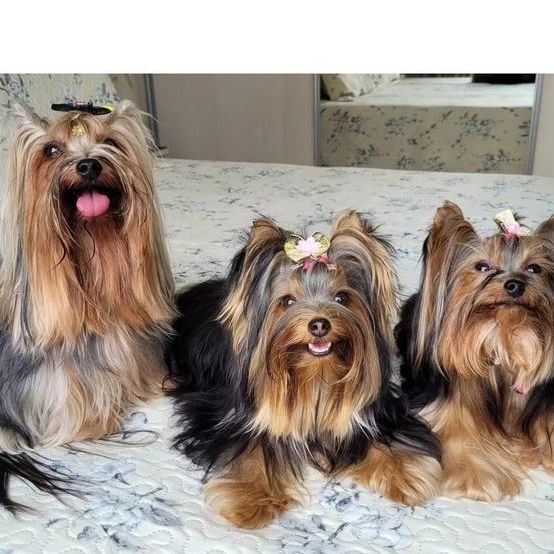 Buy Yorkshire Terrier Puppies Online