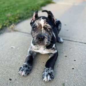 cane corso for sale