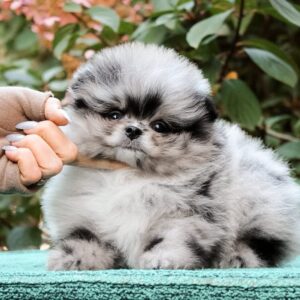 teacup pomeranian for sale near me