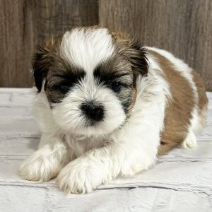 shih tzu puppies