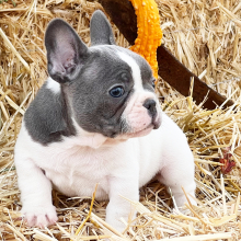 French Bulldog