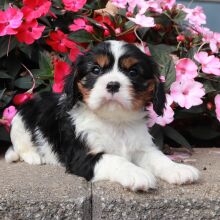 cavalier king charles spaniel puppies