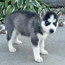 Siberian Husky