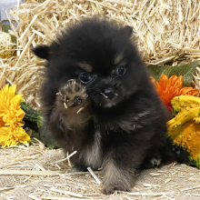 pomeranian for sale near me