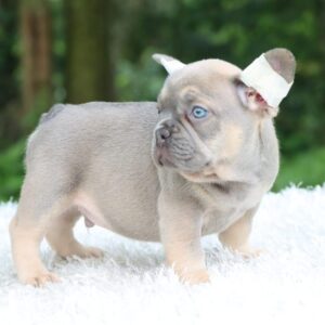 french bulldogs