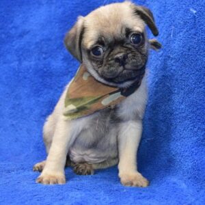 pugs for adoption near me