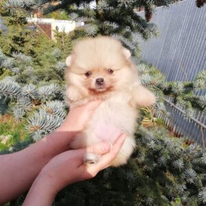 teacup pomeranian