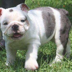 English bulldog puppies for sale near me