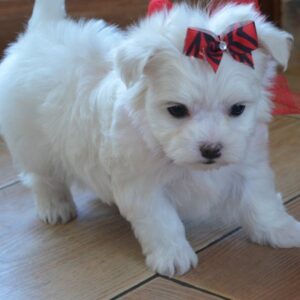 maltese dog